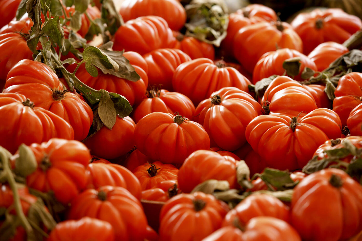 Coeur de boeuf tomaat verpakt 500gr stuk 3